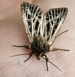 Snowy-veined Apamea Moth thumbnail 2