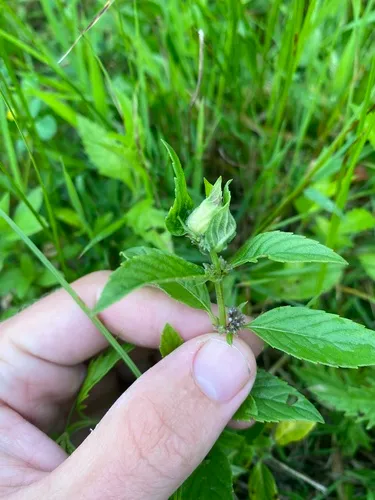 Dasineura aromaticae