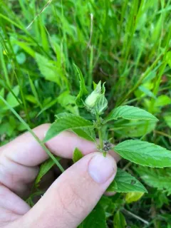 Dasineura aromaticae thumbnail 1