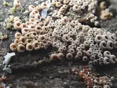 Merismodes anomala thumbnail 2