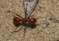 Sanwald's Amazon Ant thumbnail 2