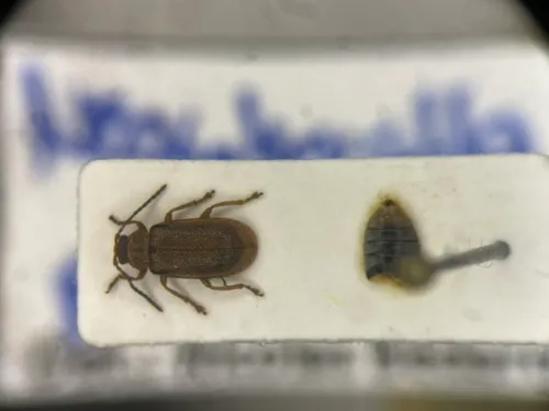 Golden Loosestrife Beetle