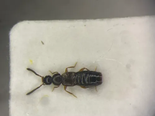Distended Minute Rove Beetle