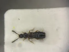 Distended Minute Rove Beetle thumbnail 1