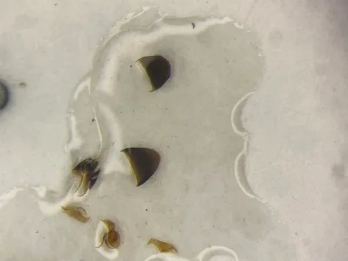 Earota dentata