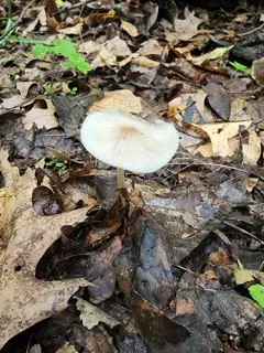 Oudemansiella limonispora thumbnail 3
