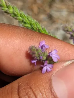 western vervain thumbnail 4
