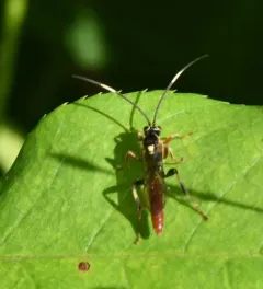 Cratichneumon annulatipes thumbnail 2