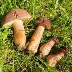 Beveled-cap Bolete thumbnail 4