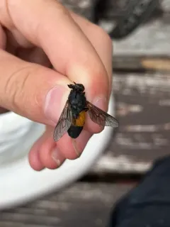 Hybomitra criddlei thumbnail 3