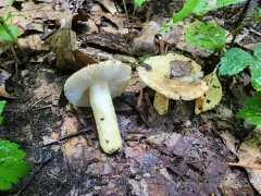 Russula pulverulenta thumbnail 3