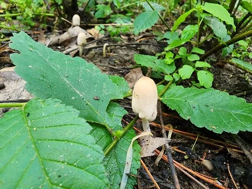 Coprinellus xanthothrix