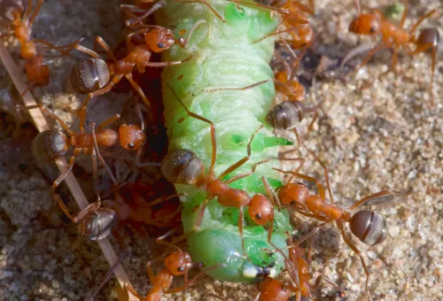 Formica difficilis