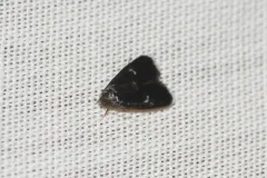 Menesta tortriciformella thumbnail 4