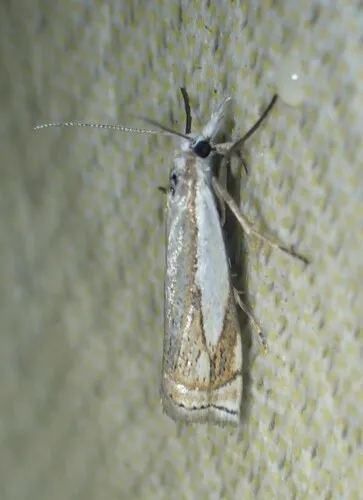 Crambus lyonsellus