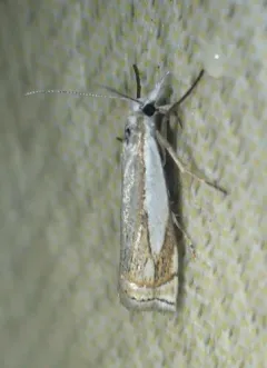 Crambus lyonsellus thumbnail 1