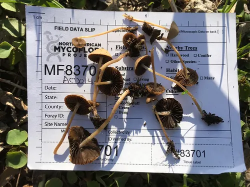 Psathyrella alluviana