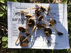 Psathyrella alluviana thumbnail 1