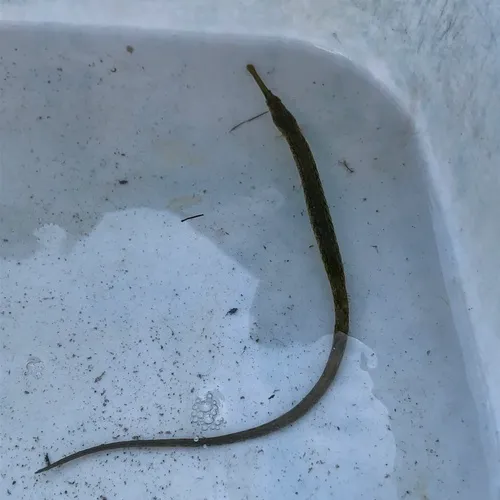 Kelp Pipefish
