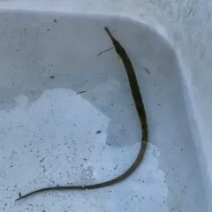 Kelp Pipefish thumbnail 1
