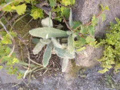 Prickly Hawkweed thumbnail 1