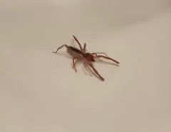 Eremobates scaber thumbnail 2