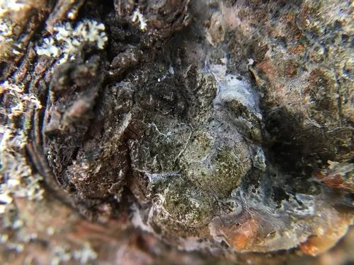 Sarea coeloplata