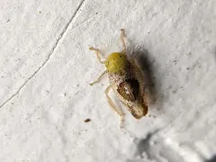 Hishimonus sellatus thumbnail 3