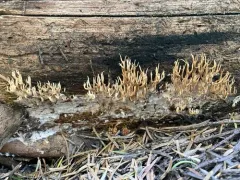 Lentaria pinicola thumbnail 2