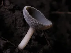 Helvella cupuliformis thumbnail 2