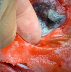 Rougheye Rockfish thumbnail 4
