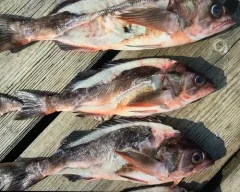 Widow Rockfish thumbnail 2