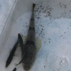 Pacific Staghorn Sculpin thumbnail 2