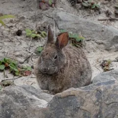 Brush Rabbit thumbnail 3