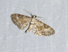 Eupithecia anticaria thumbnail 4