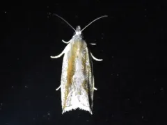 Ancylis goodelliana thumbnail 4