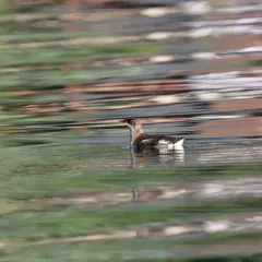 Marbled Murrelet thumbnail 4