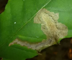 Chestnut Blotchminer Moth thumbnail 1