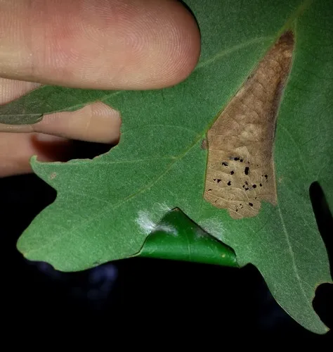 Oak Blotch Miner Moth