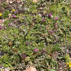 Dwarf Clover thumbnail 4
