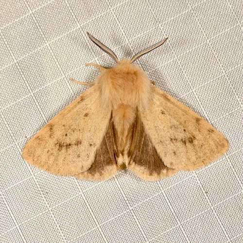 Wandering Tiger Moth