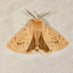 Wandering Tiger Moth thumbnail 1