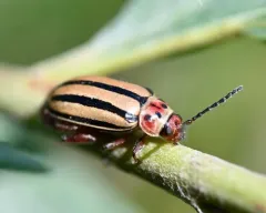 Striped Willow Leaf Beetle thumbnail 3