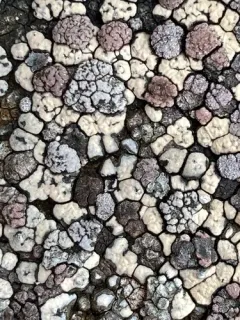 Elegant Cobble Lichen thumbnail 2