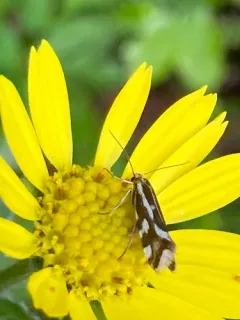 Greya variabilis thumbnail 3