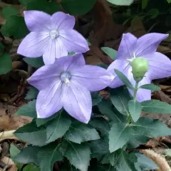 balloon flower thumbnail 3