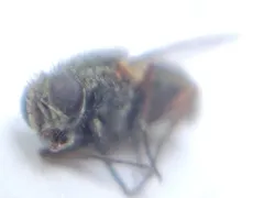 False Stable Fly thumbnail 3