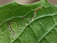 Mompha argentimaculella thumbnail 4