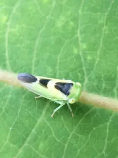 Populicerus lunaris thumbnail 2