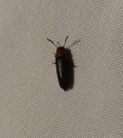 Thoracic Checkered Beetle thumbnail 1